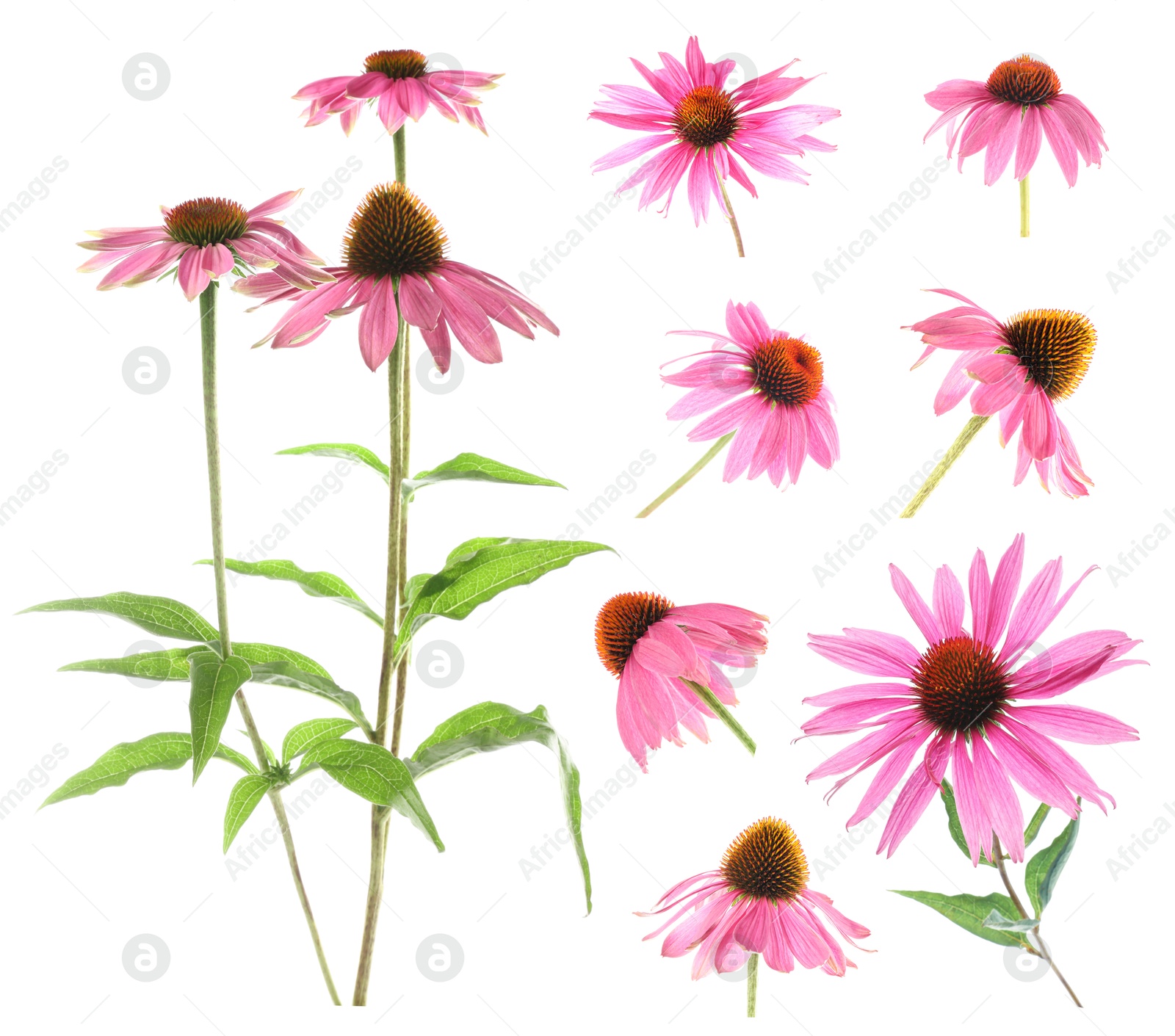 Image of Pink Echinacea flowers isolated on white, set
