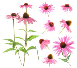 Image of Pink Echinacea flowers isolated on white, set