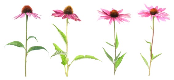 Image of Pink Echinacea flowers isolated on white, set