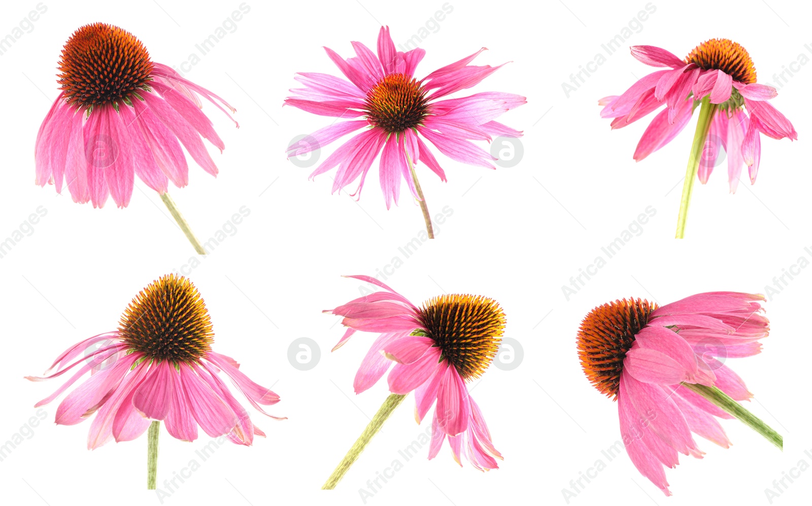 Image of Pink Echinacea flowers isolated on white, set