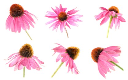 Image of Pink Echinacea flowers isolated on white, set
