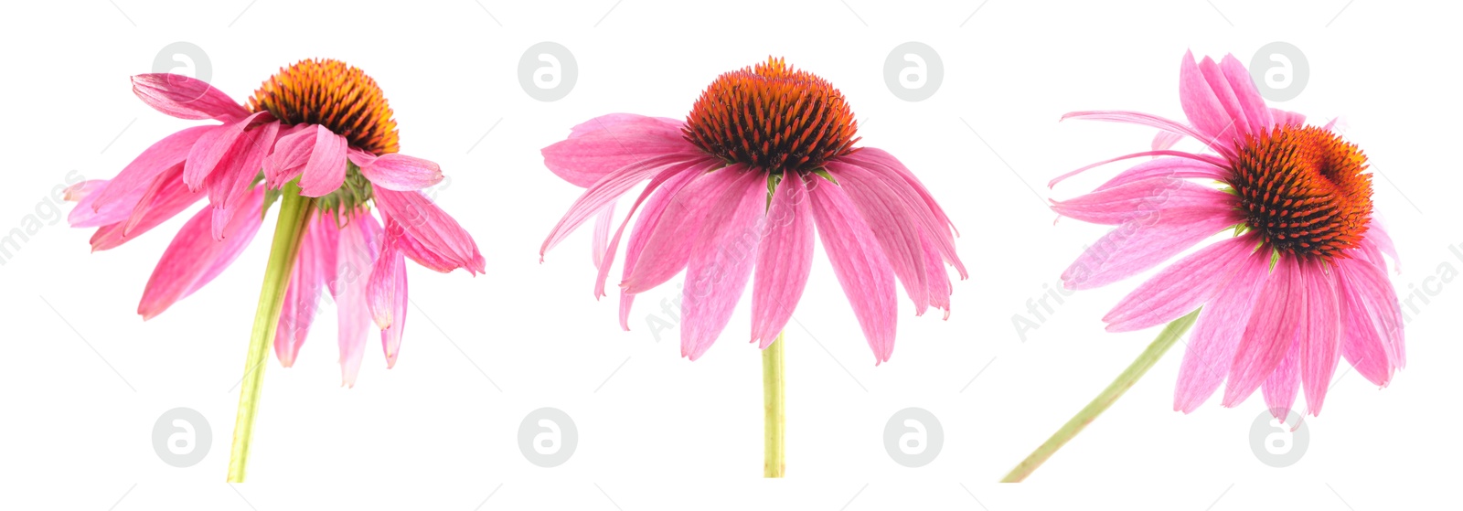 Image of Pink Echinacea flowers isolated on white, set
