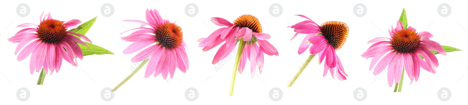 Image of Pink Echinacea flowers isolated on white, set