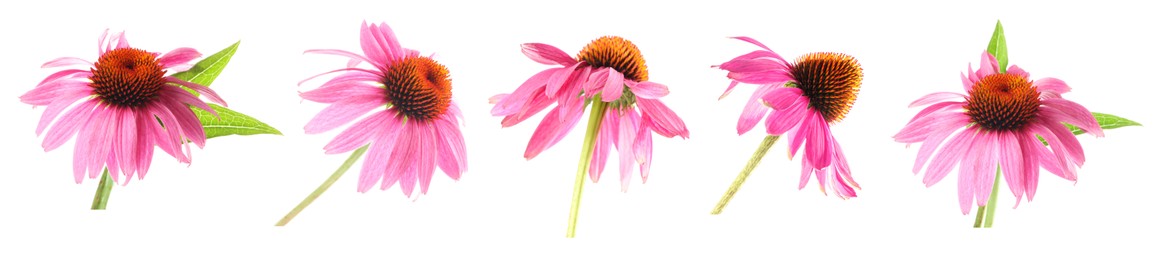 Image of Pink Echinacea flowers isolated on white, set