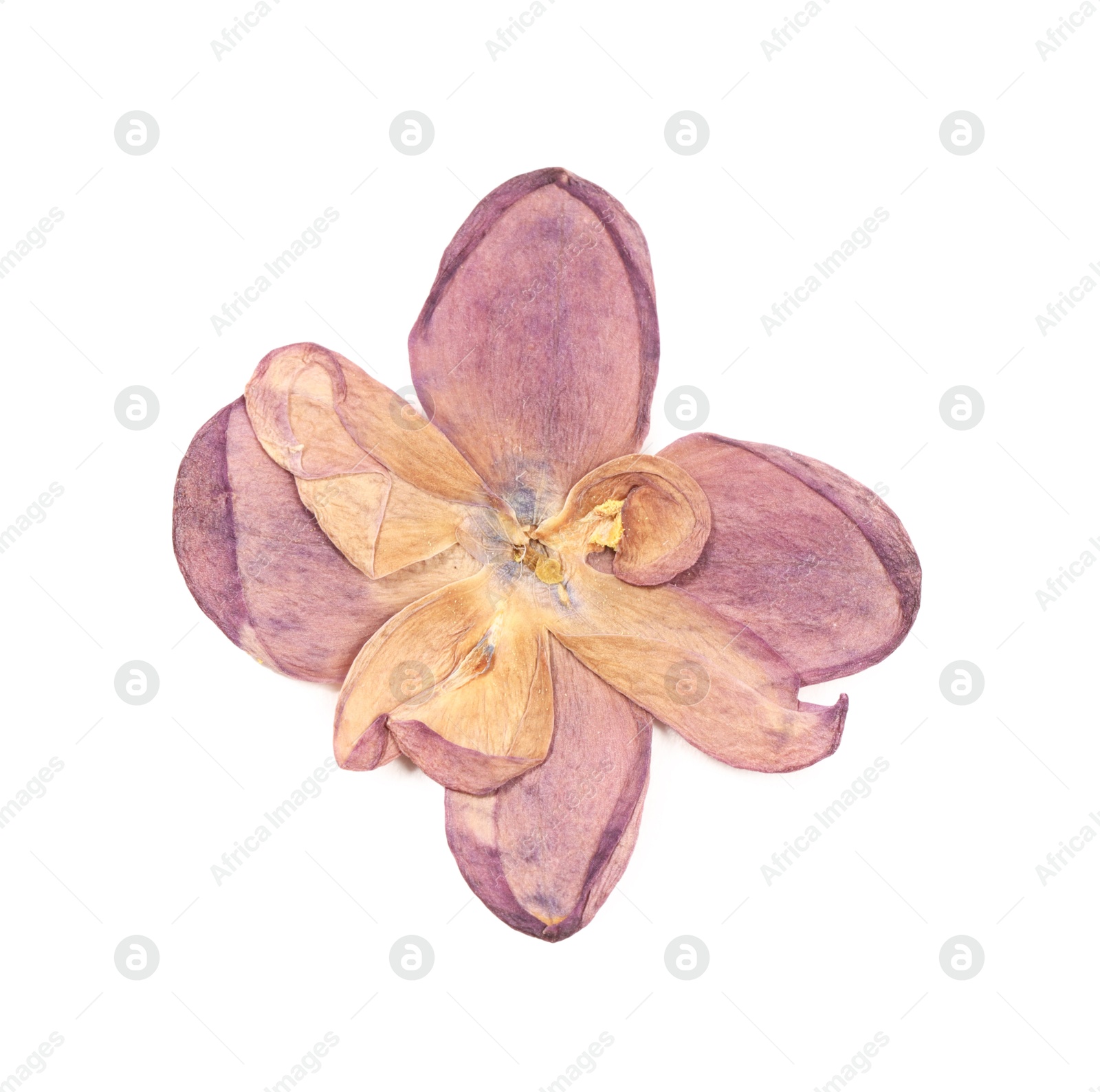Photo of Beautiful dry lilac flower isolated on white