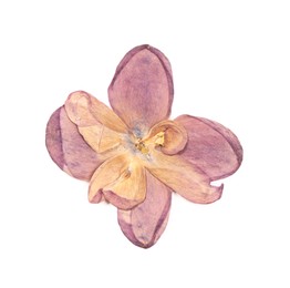 Photo of Beautiful dry lilac flower isolated on white
