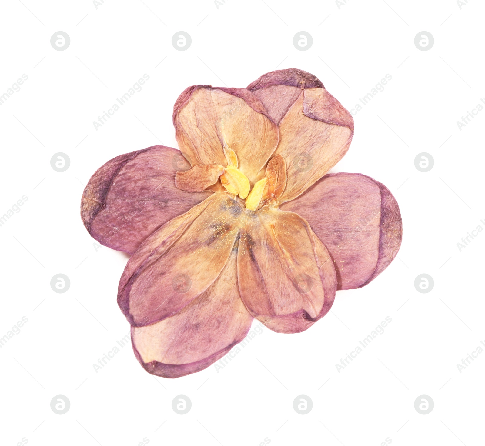Photo of Beautiful dry lilac flower isolated on white