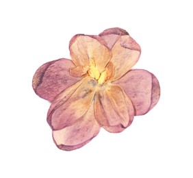 Photo of Beautiful dry lilac flower isolated on white