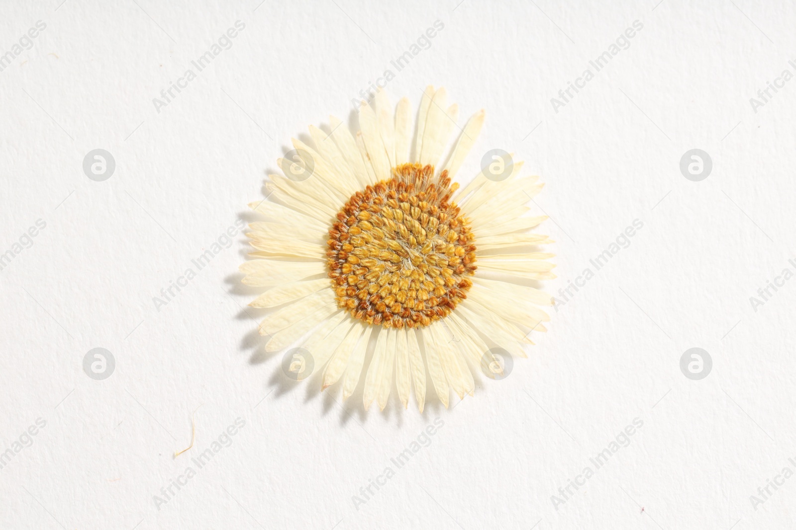 Photo of Beautiful dry chamomile flower on white background, top view