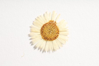 Photo of Beautiful dry chamomile flower on white background, top view