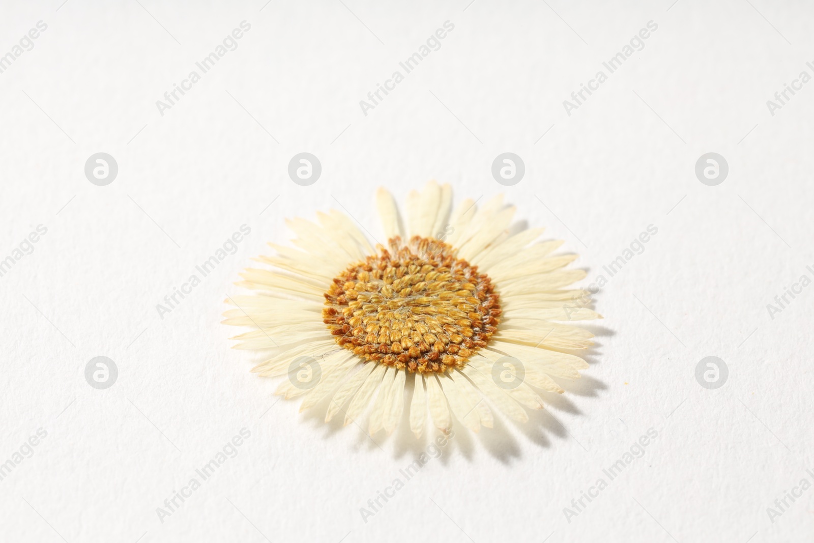 Beautiful dry chamomile flower on white background, closeup Photo of Beautiful dry chamomile flower on white background, closeup
