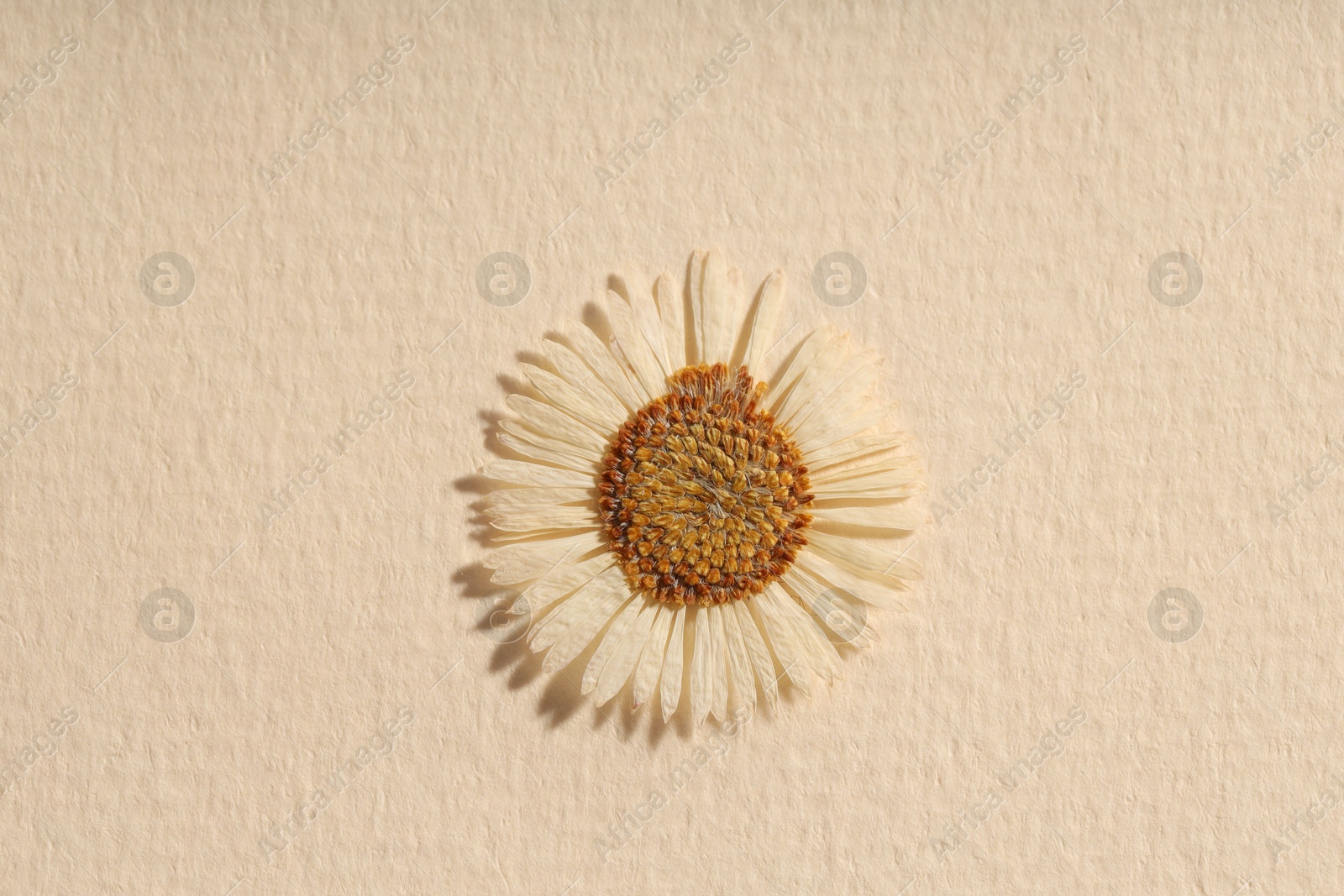 Photo of Beautiful dry chamomile flower on beige paper, top view