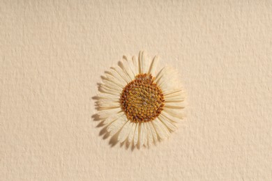 Photo of Beautiful dry chamomile flower on beige paper, top view