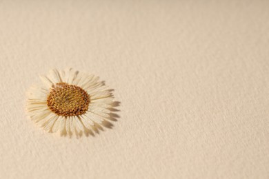Photo of Beautiful dry chamomile flower on beige paper, closeup. Space for text