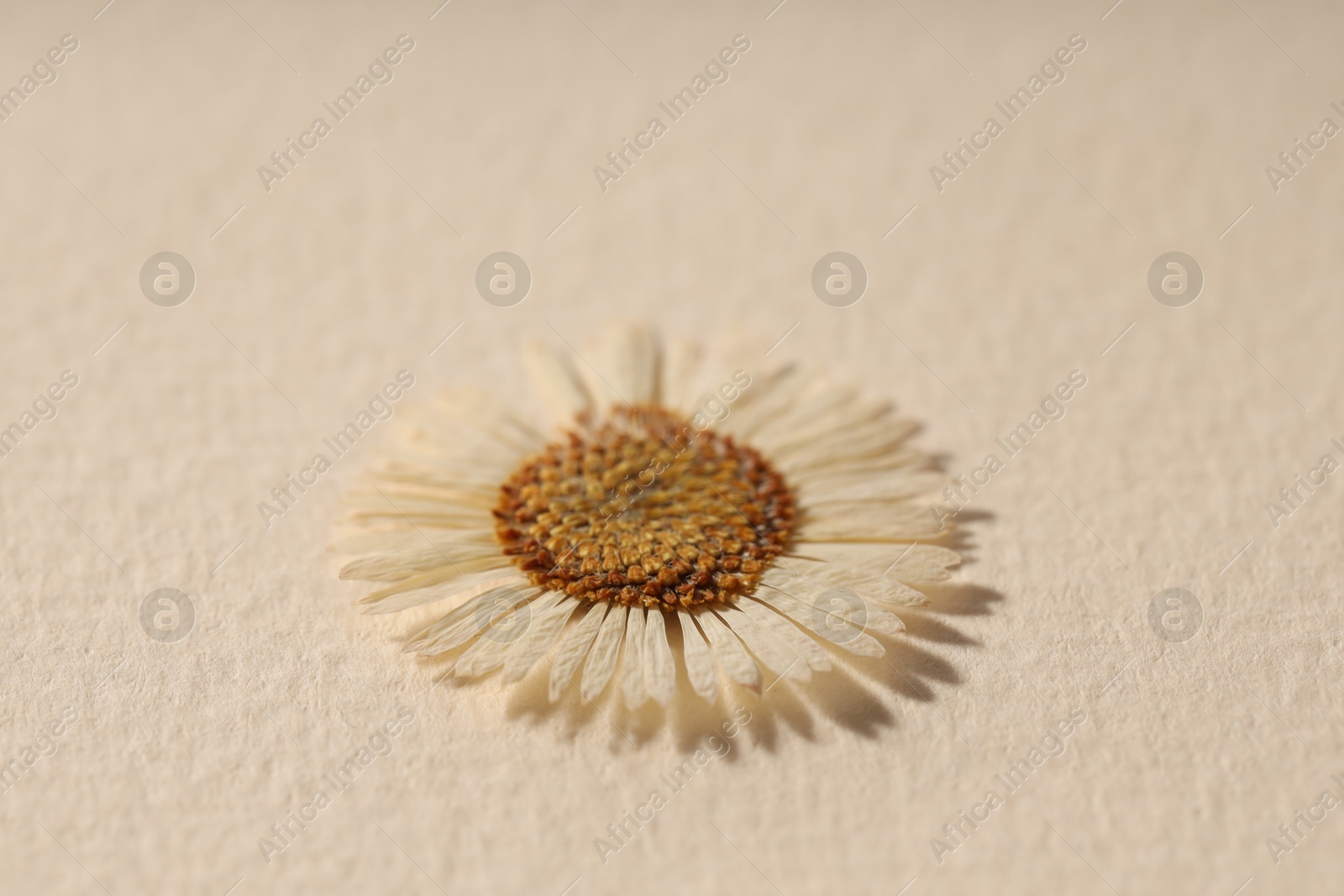 Photo of Beautiful dry chamomile flower on beige paper, closeup