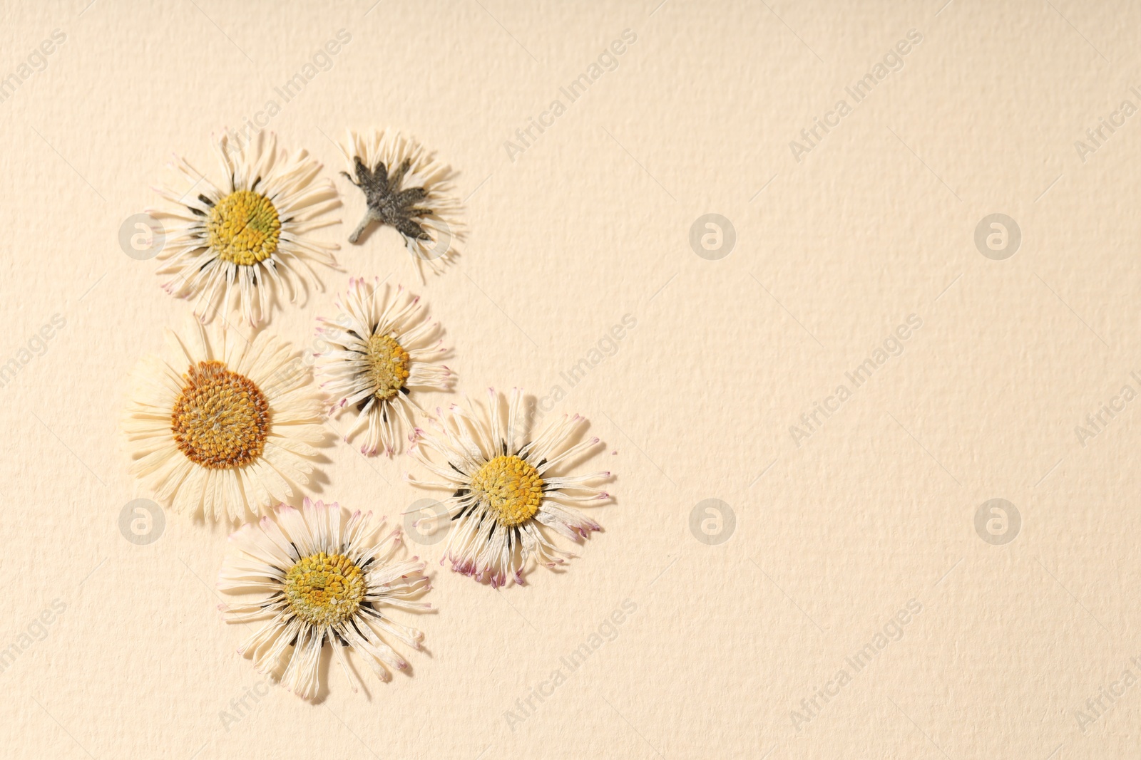 Photo of Beautiful dry chamomile flowers on beige paper, flat lay. Space for text