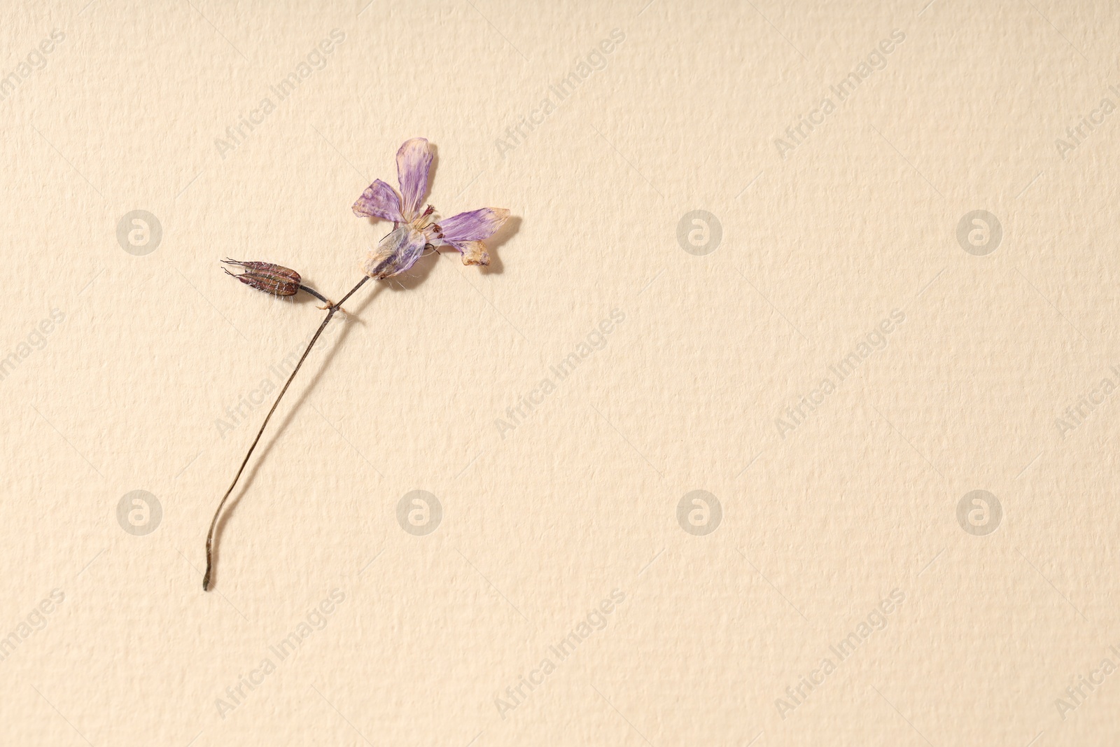 Photo of Beautiful dry dead-nettle flower on beige paper, top view. Space for text
