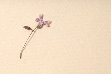 Photo of Beautiful dry dead-nettle flower on beige paper, top view. Space for text
