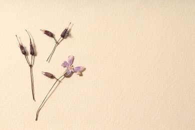 Photo of Beautiful dry dead-nettle flowers on beige paper, flat lay. Space for text