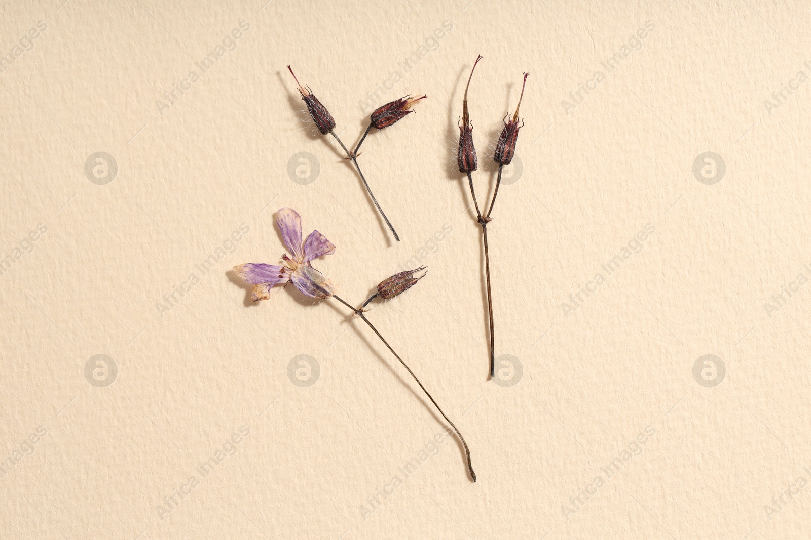 Photo of Beautiful dry dead-nettle flowers on beige paper, flat lay