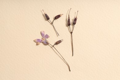 Photo of Beautiful dry dead-nettle flowers on beige paper, flat lay