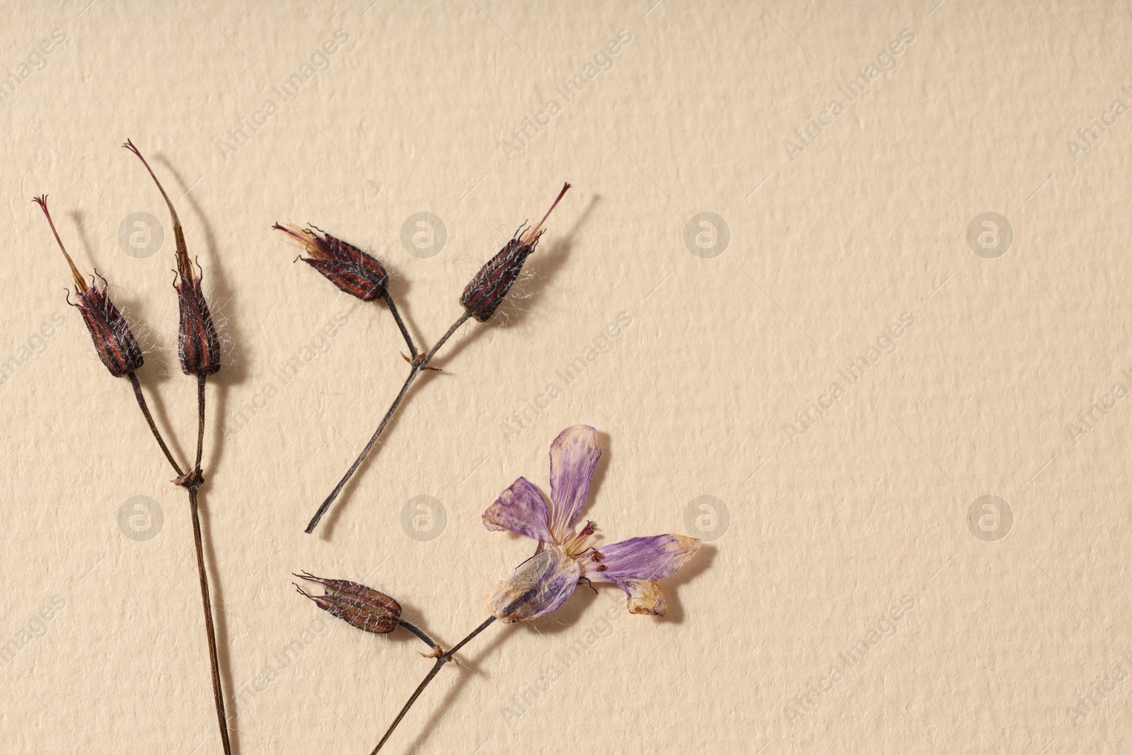 Photo of Beautiful dry dead-nettle flowers on beige paper, flat lay. Space for text