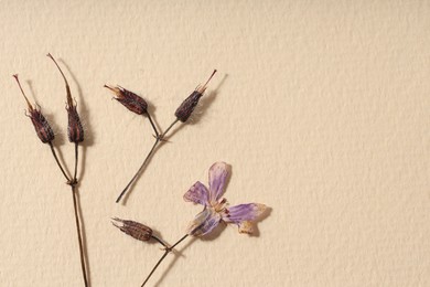 Photo of Beautiful dry dead-nettle flowers on beige paper, flat lay. Space for text