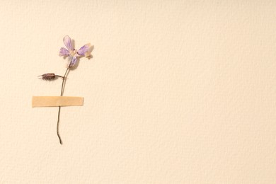Photo of Beautiful dry dead-nettle flower with adhesive tape on beige paper, top view. Space for text