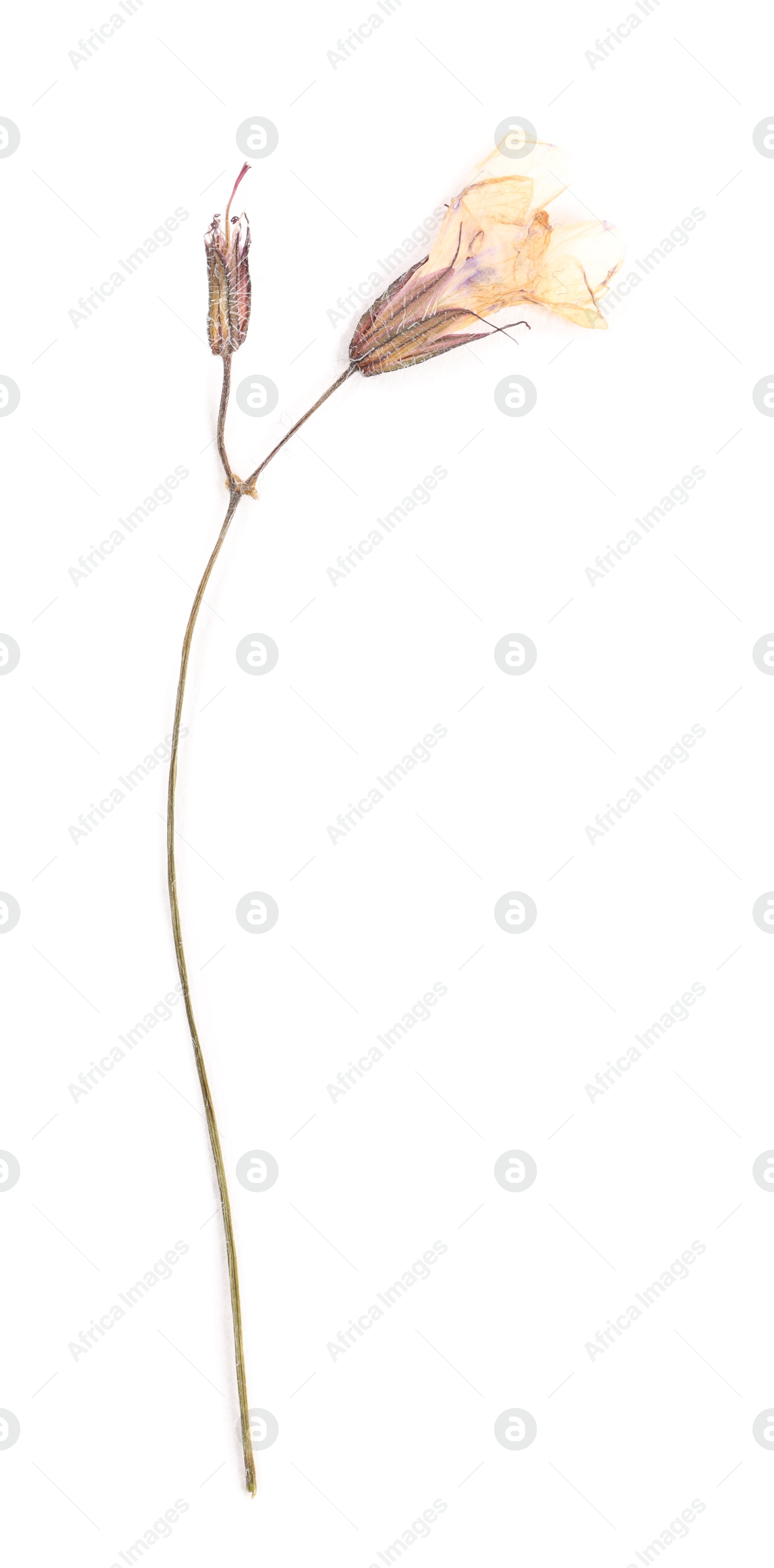 Beautiful dry dead-nettle flower isolated on white Photo of Beautiful dry dead-nettle flower isolated on white