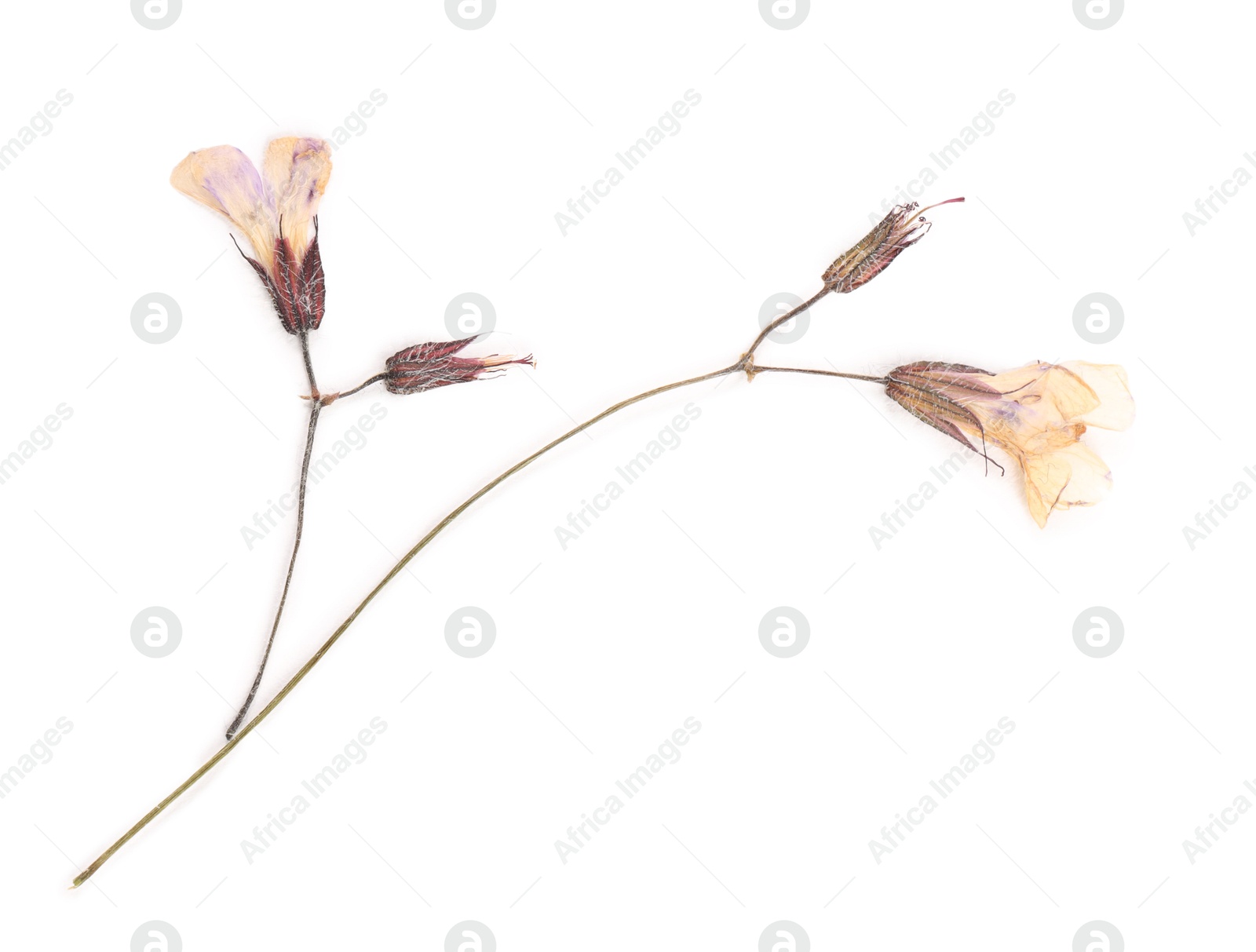Beautiful dry dead-nettle flowers isolated on white Photo of Beautiful dry dead-nettle flowers isolated on white