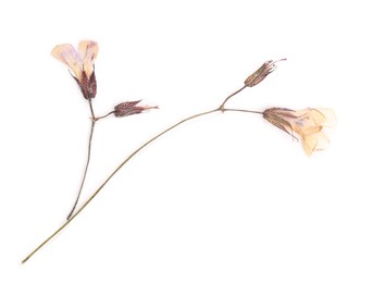 Photo of Beautiful dry dead-nettle flowers isolated on white
