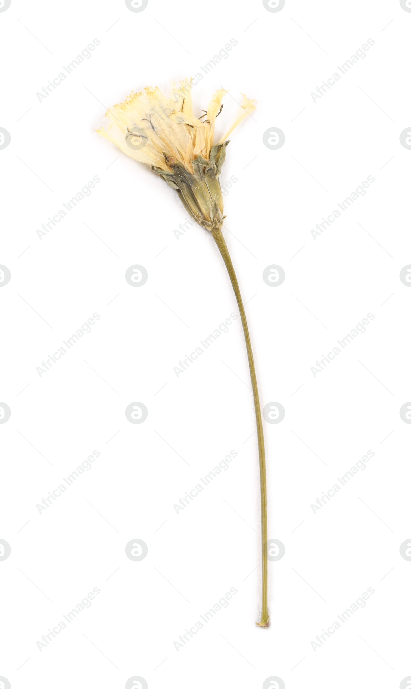 Photo of Beautiful dry dandelion flower isolated on white