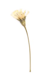 Photo of Beautiful dry dandelion flower isolated on white