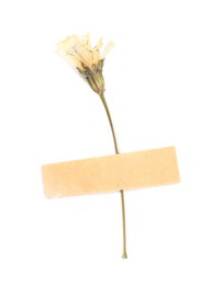 Photo of Beautiful dry dandelion flower with adhesive tape isolated on white