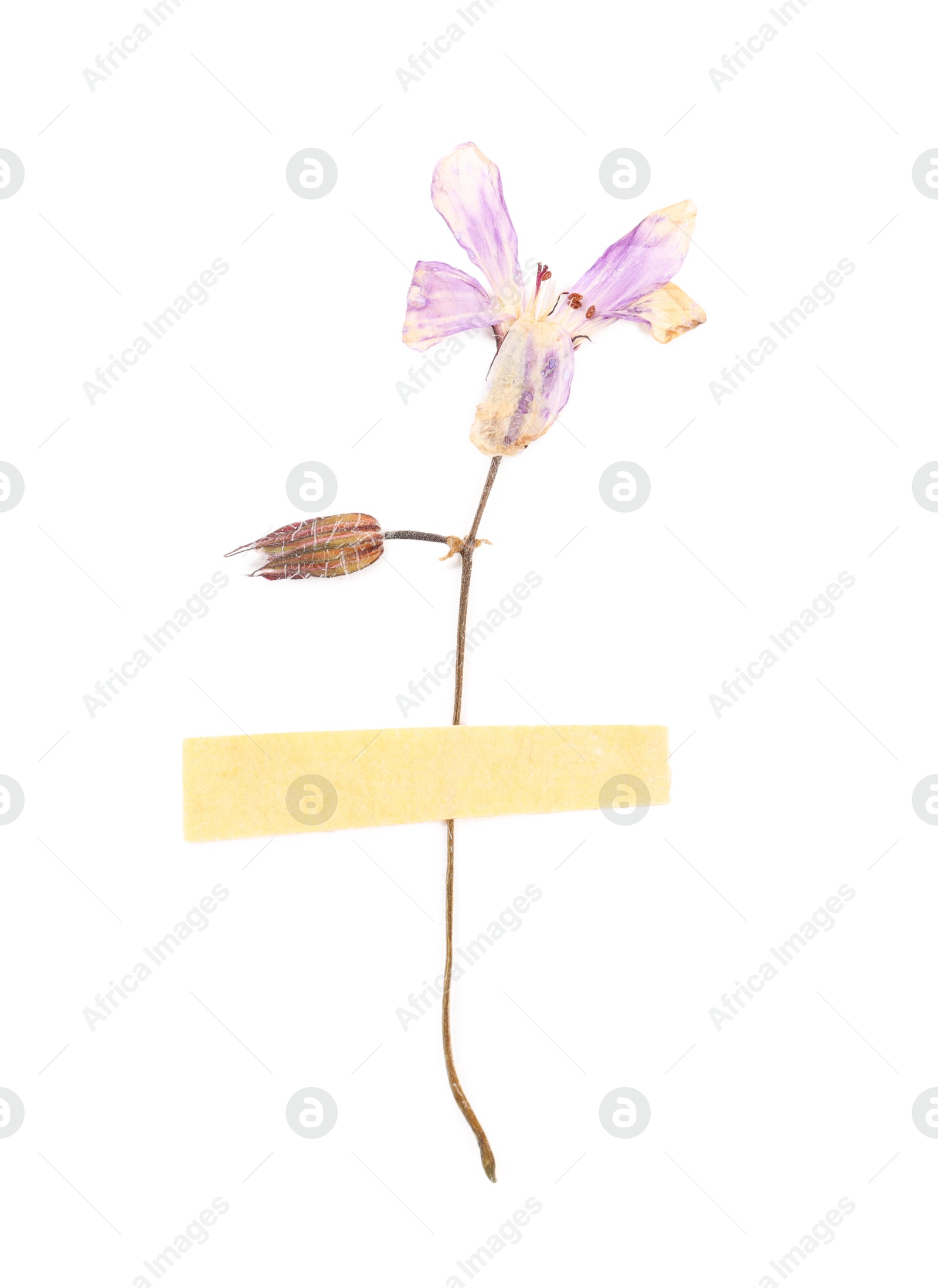 Photo of Beautiful dry dead-nettle flower isolated on white