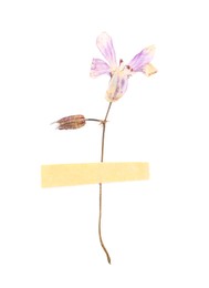 Photo of Beautiful dry dead-nettle flower isolated on white