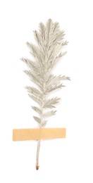 Photo of Beautiful dry yarrow leaf with adhesive tape isolated on white