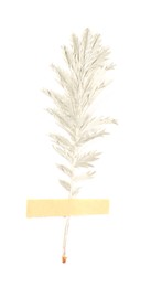 Photo of Beautiful dry yarrow leaf with adhesive tape isolated on white