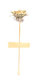 Photo of Beautiful dry dandelion flower with adhesive tape isolated on white