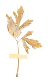 Photo of Beautiful dry leaves with adhesive tape isolated on white