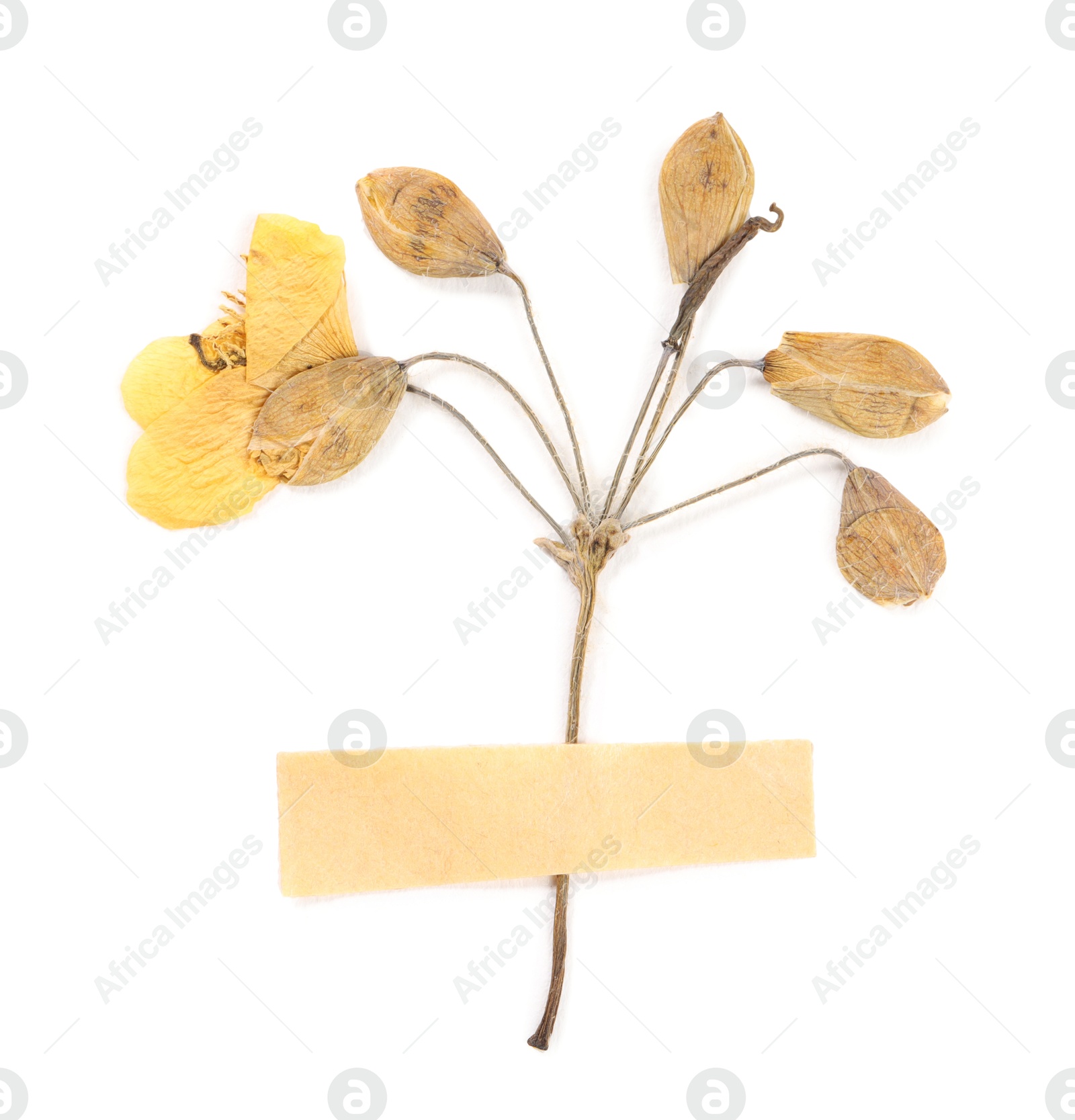 Photo of Beautiful dry celandine flower with adhesive tape isolated on white
