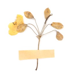 Photo of Beautiful dry celandine flower with adhesive tape isolated on white