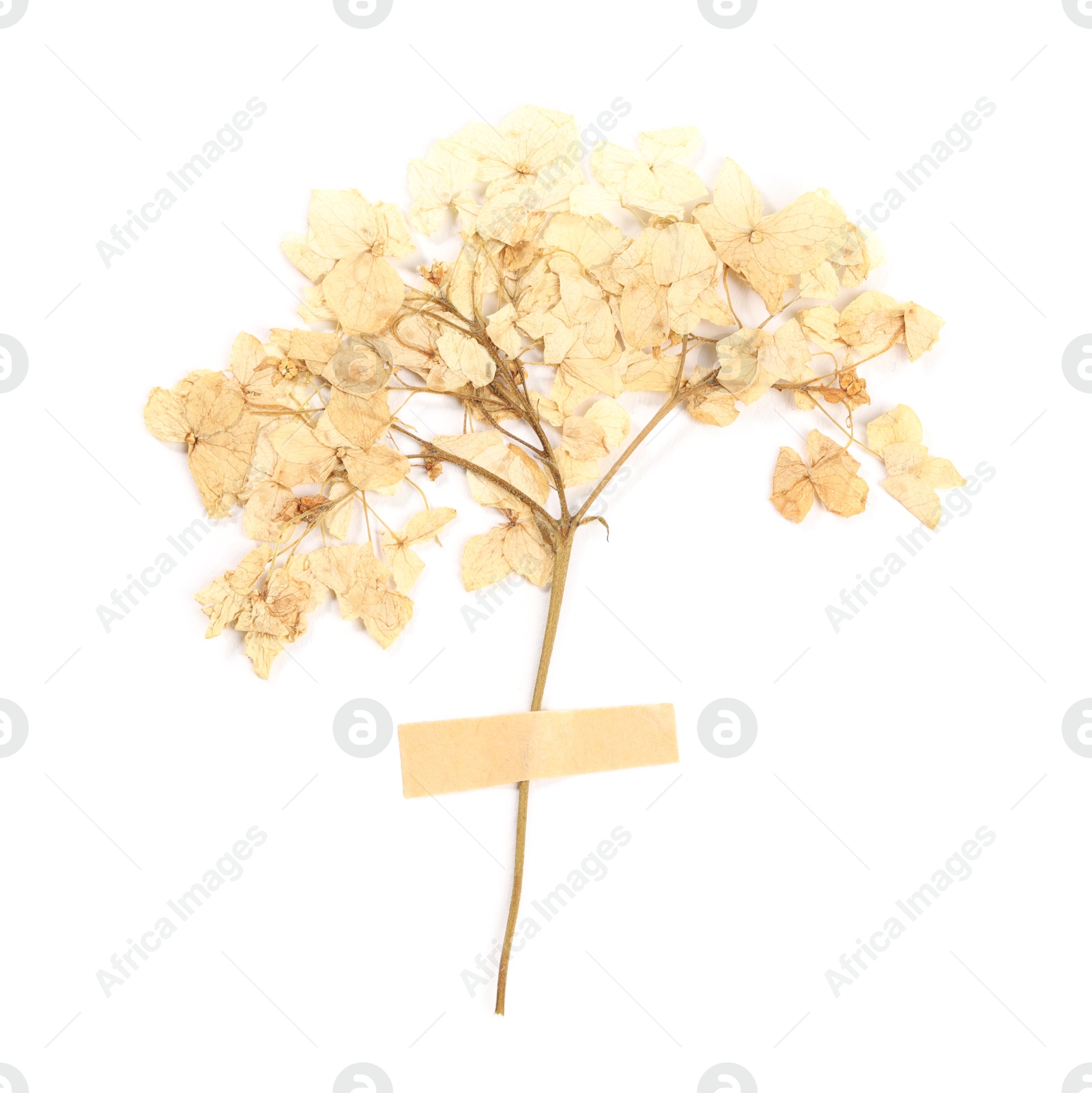 Photo of Beautiful dry hydrangea flowers with adhesive tape isolated on white