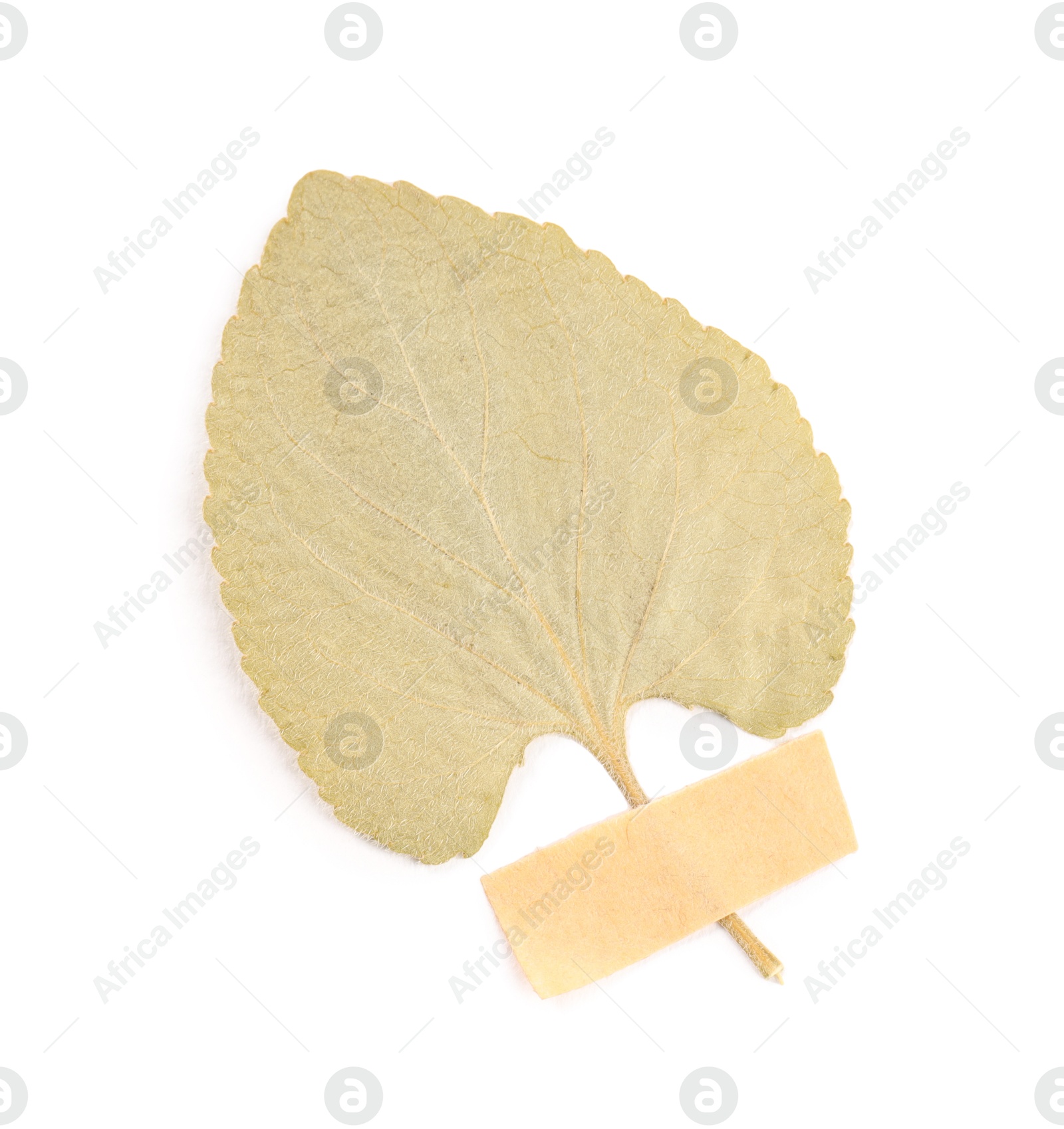 Beautiful dry leaf with adhesive tape isolated on white Photo of Beautiful dry leaf with adhesive tape isolated on white