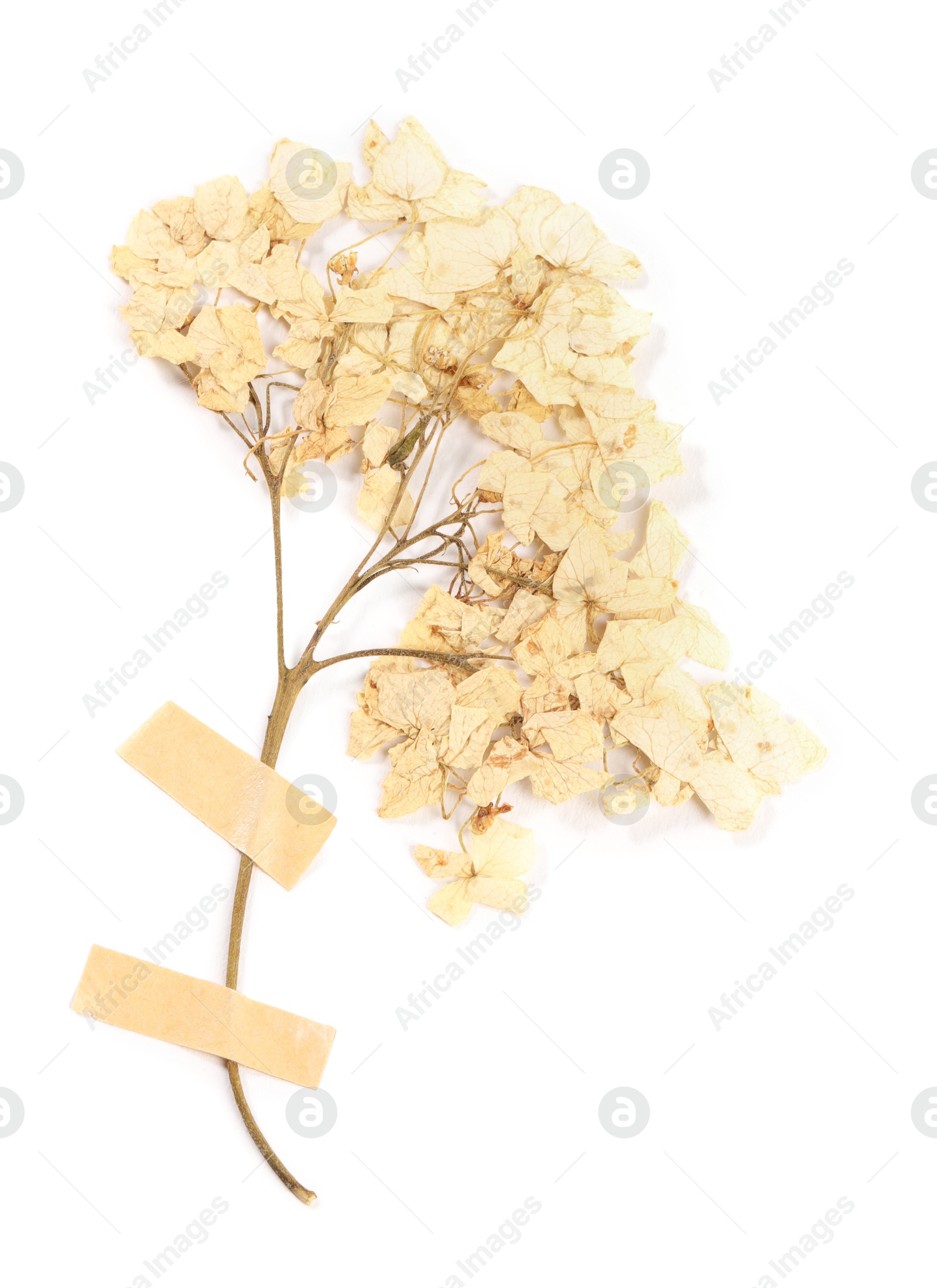 Photo of Beautiful dry hydrangea flowers with adhesive tape isolated on white