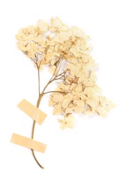 Photo of Beautiful dry hydrangea flowers with adhesive tape isolated on white