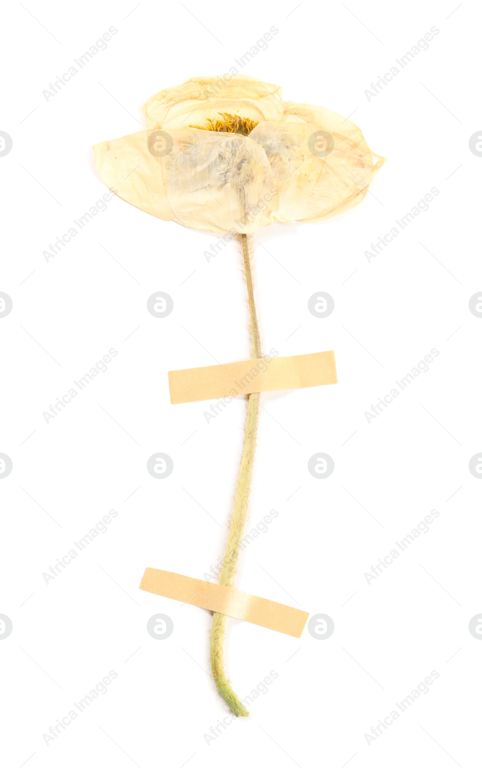 Photo of Beautiful dry poppy flower with adhesive tape isolated on white