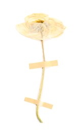 Photo of Beautiful dry poppy flower with adhesive tape isolated on white