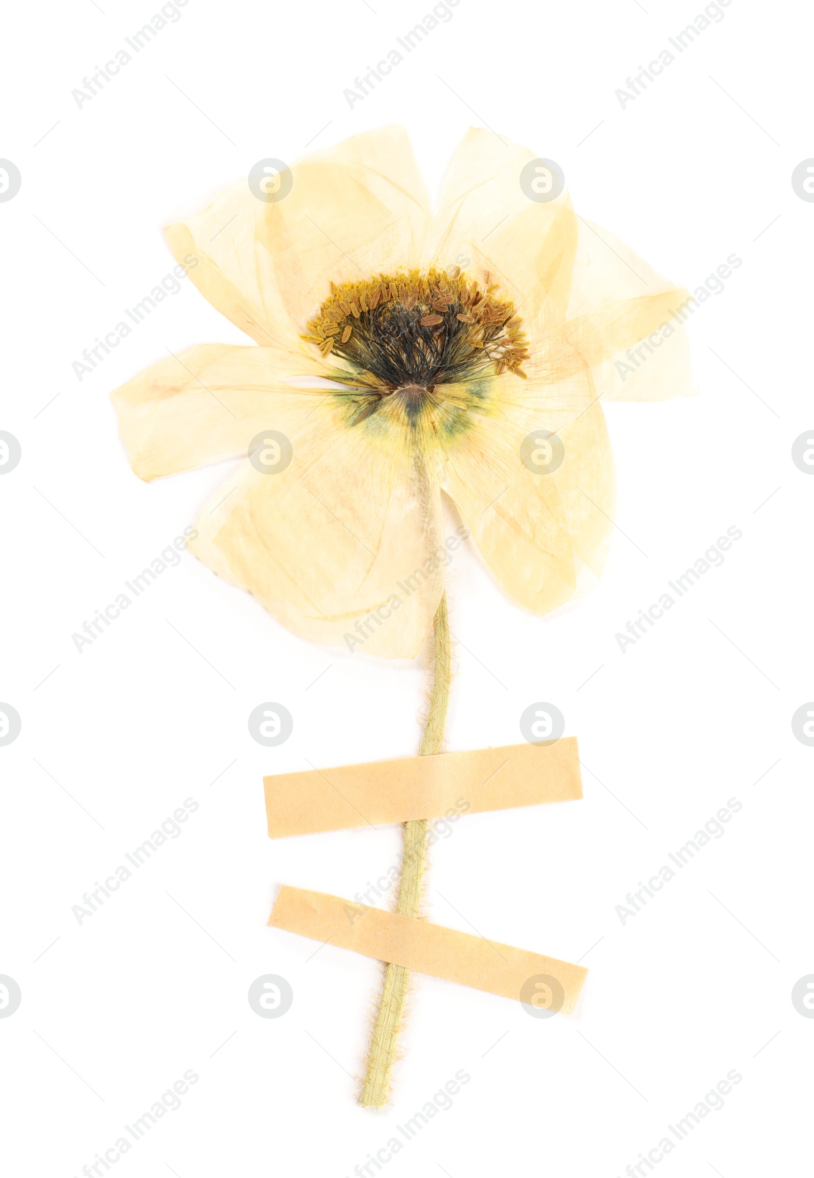 Photo of Beautiful dry poppy flower with adhesive tape isolated on white