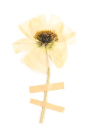 Photo of Beautiful dry poppy flower with adhesive tape isolated on white